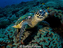 Hello!

Hawksbill Turtle - Eretmochelys imbricata

Ba... by Stefan Follows 